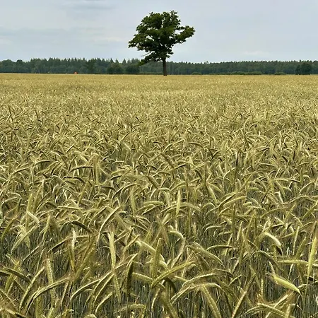 Tiny House Mit Saunafass Im Wendland Dom wakacyjny Luchow